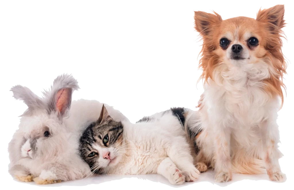 Servicios Veterinarios - Veterinario Online en México