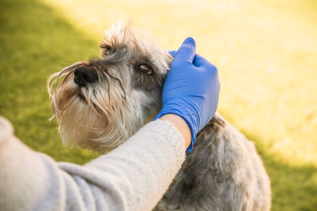 Enfermedades más comunes en los perros 2 Enfermedades más comunes en los perros