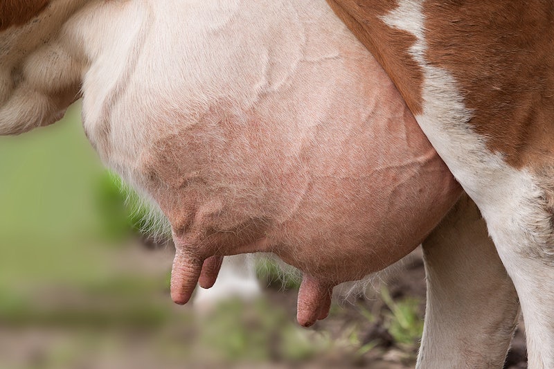 Tratamientos para la mastitis bovina u ovina 2 Tratamientos para la mastitis