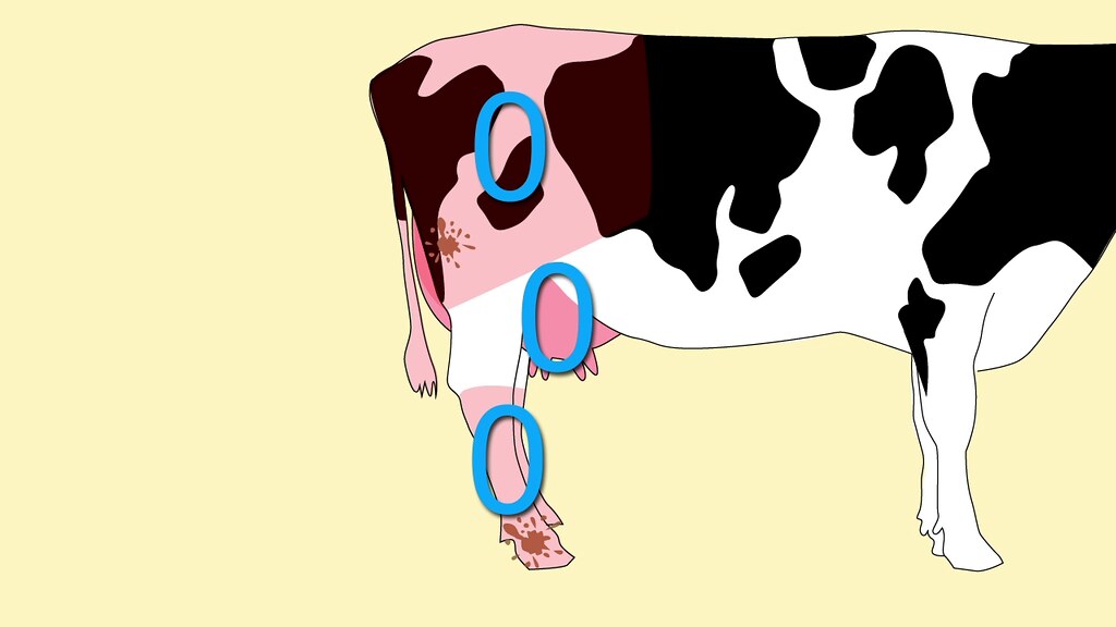 Tratamientos para la mastitis bovina u ovina 2 Treatments for mastitis, bovine or ovine
