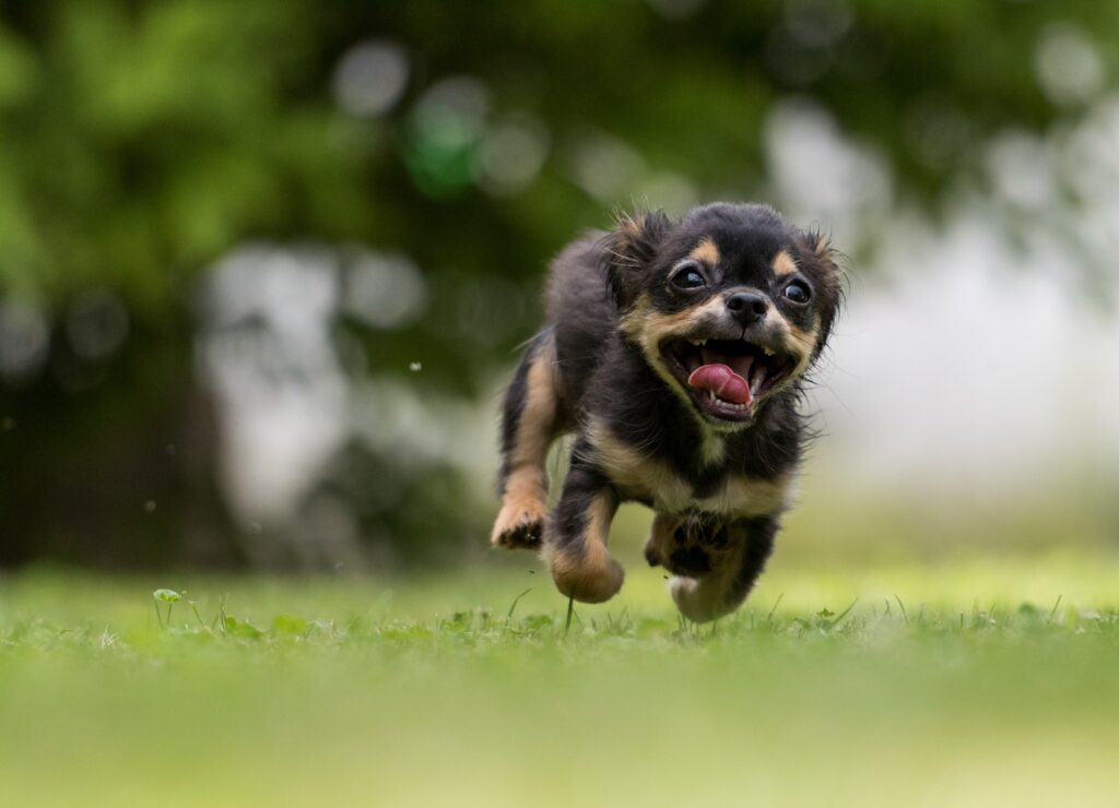 ¿A qué se deben los estornudos en perros? 3 Estornudos en perros