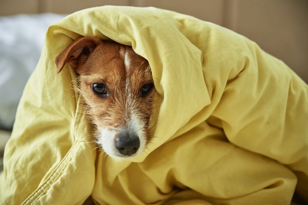 Enfermedades más comunes en los perros 3 Enfermedades más comunes en los perros