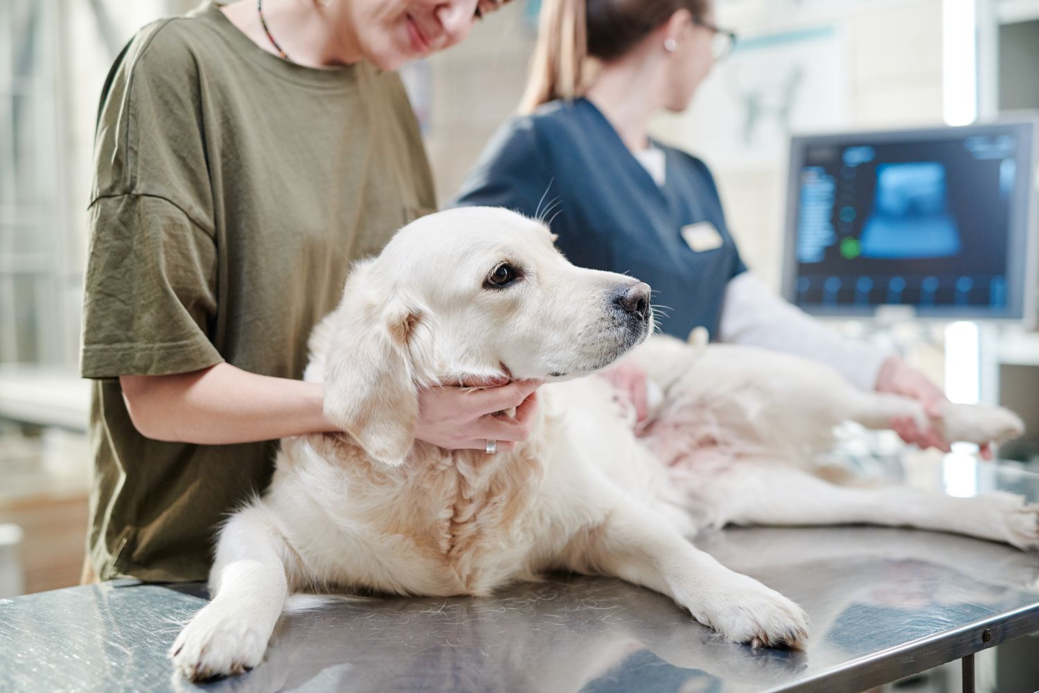 Enfermedades más comunes en los perros 1 Most common diseases in dogs