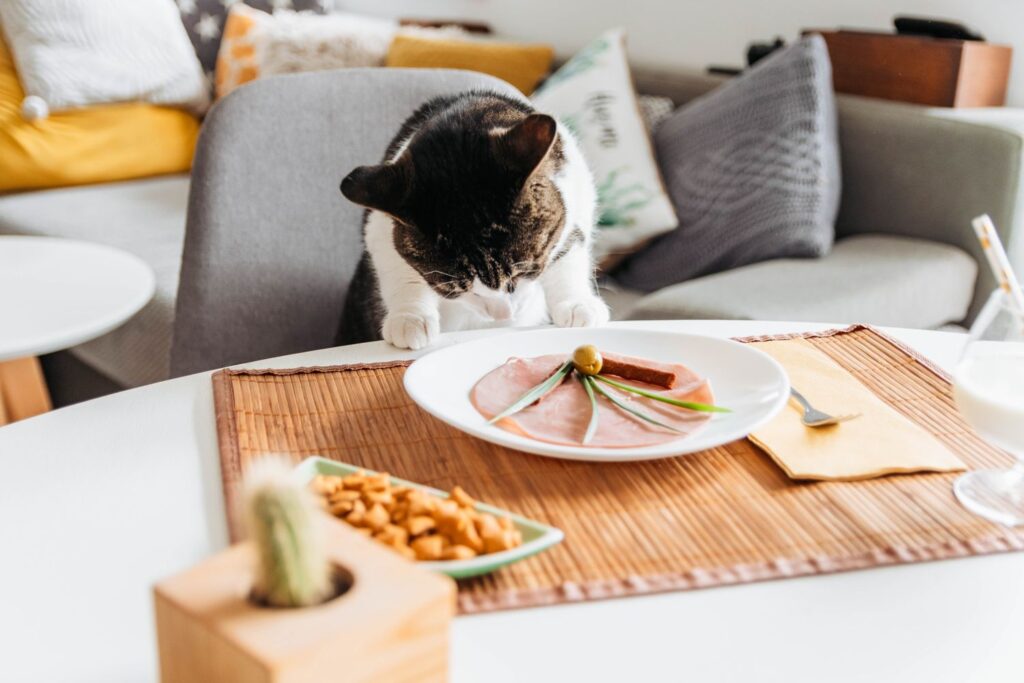 ¿Existe la Diabetes En Gatos? 4 cosas que debes saber sobre los gatos diabéticos. 2 ¿Existe la Diabetes En Gatos? 4 cosas que debes saber sobre los gatos diabéticos. - La diabetes en gatos es una condición en la que el cuerpo de su gato tiene problemas para convertir los alimentos en energía. Esto puede conducir a una variedad de problemas que incluyen micción frecuente, mayor sed y apetito, pérdida de peso y fatiga inexplicable.