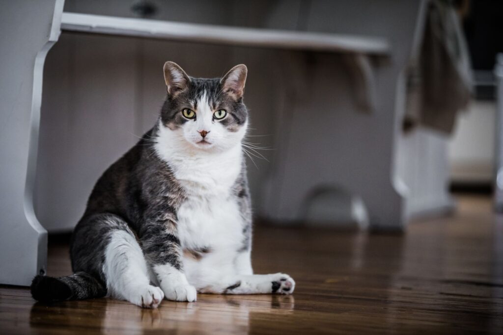 ¿Existe la Diabetes En Gatos? 4 cosas que debes saber sobre los gatos diabéticos. 3 ¿Existe la Diabetes En Gatos? 4 cosas que debes saber sobre los gatos diabéticos. - La diabetes en gatos es una condición en la que el cuerpo de su gato tiene problemas para convertir los alimentos en energía. Esto puede conducir a una variedad de problemas que incluyen micción frecuente, mayor sed y apetito, pérdida de peso y fatiga inexplicable.