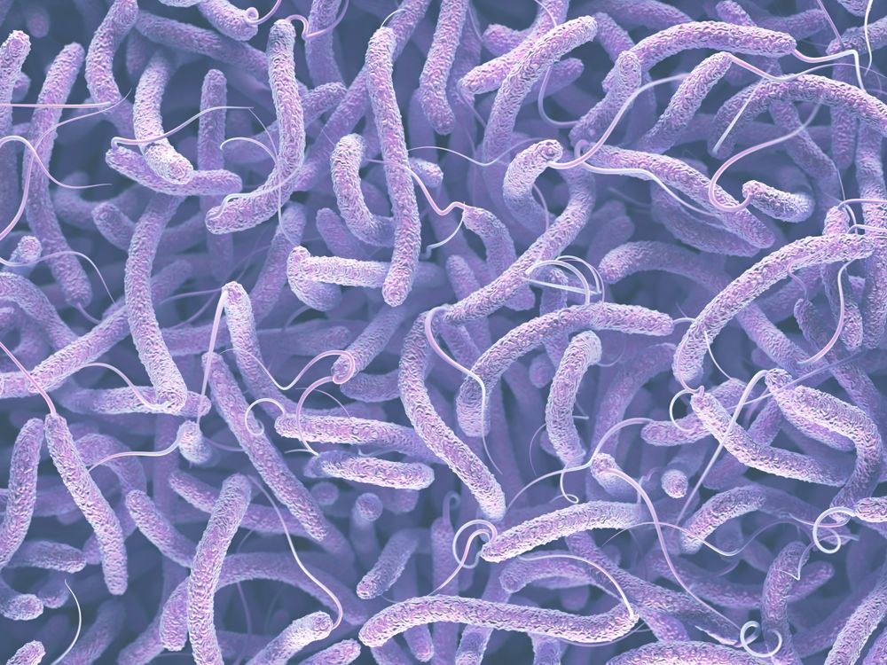 Infecciones bacterianas en animales 1 Bacterial infections in animals