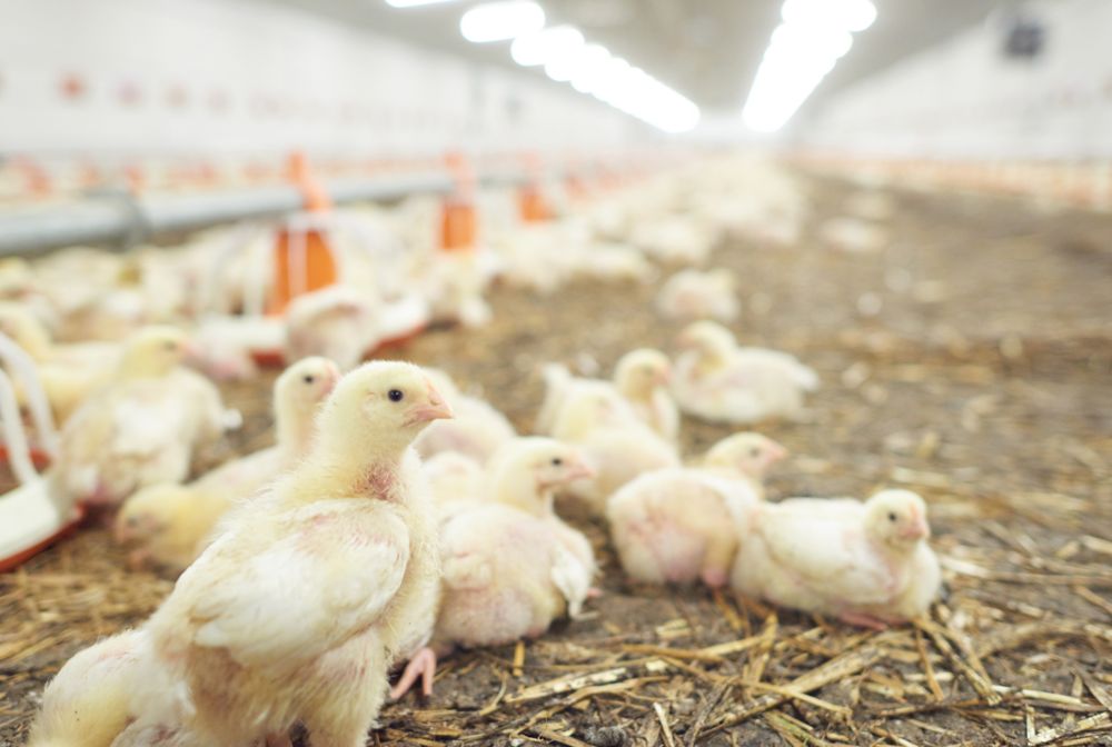 Influenza Aviar 1 Avian Influenza