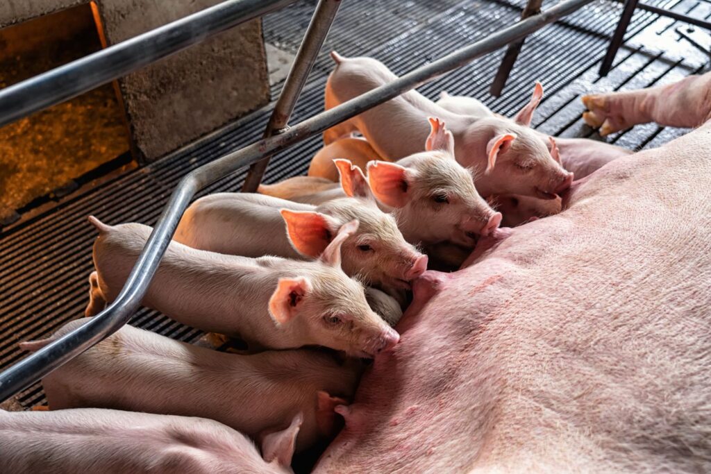 Síndrome Reproductivo Y Respiratorio Porcino 2 Porcine Respiratory And Reproductive Syndrome