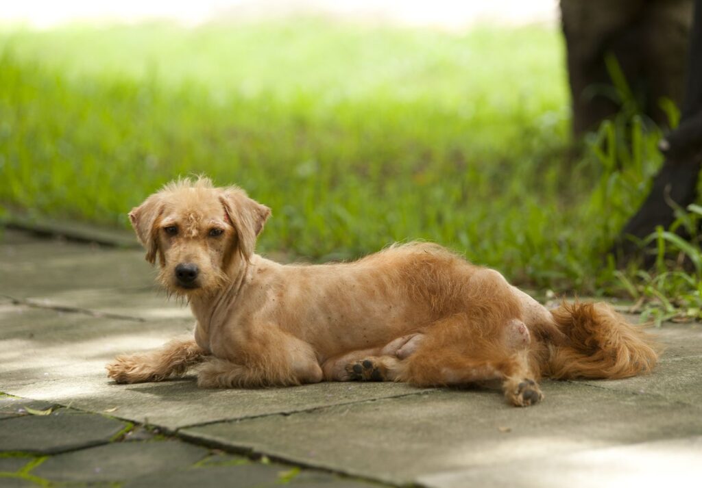 Sarna Sarcóptica En Perros Y Otros Animales 3 un perro sarnoso con sarna sarcóptica descansa en la calle.