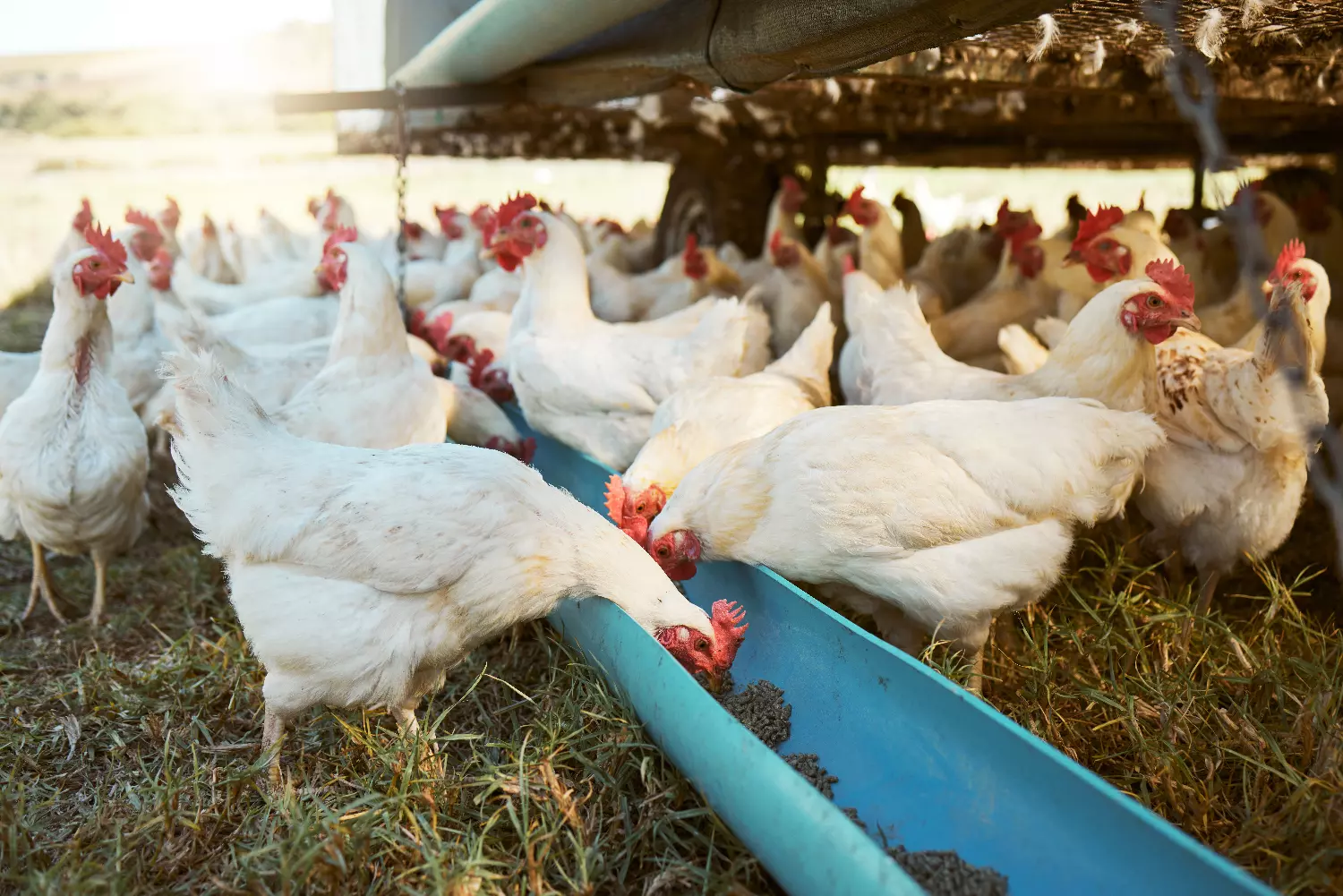 Coriza infecciosa en aves de corral 1 Infectious coryza in poultry