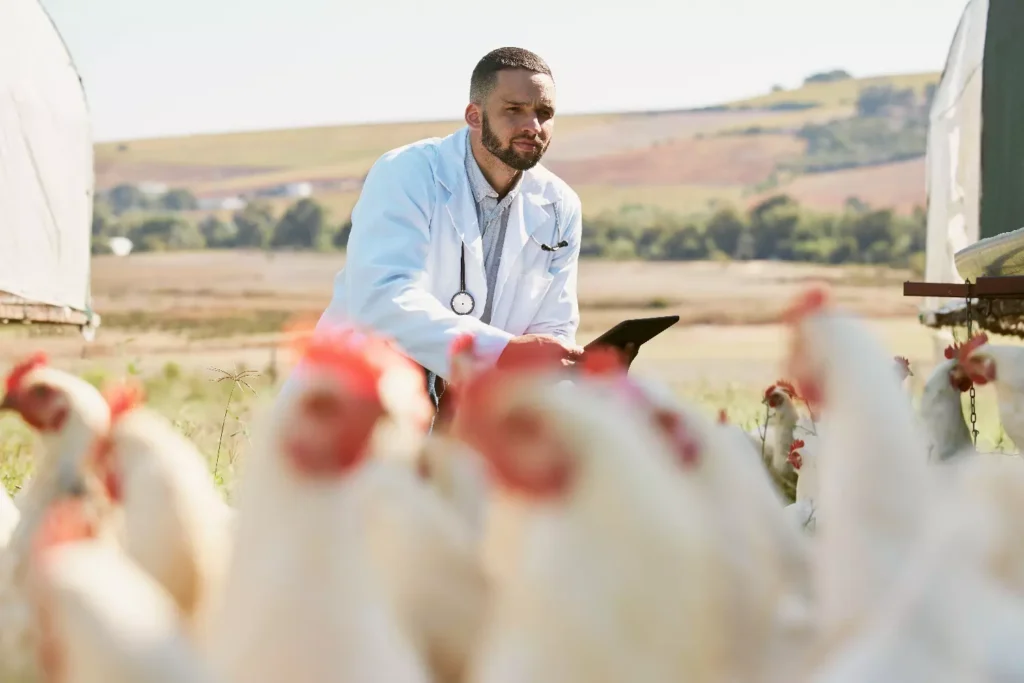 Coriza infecciosa en aves de corral 2 Infectious coryza in poultry