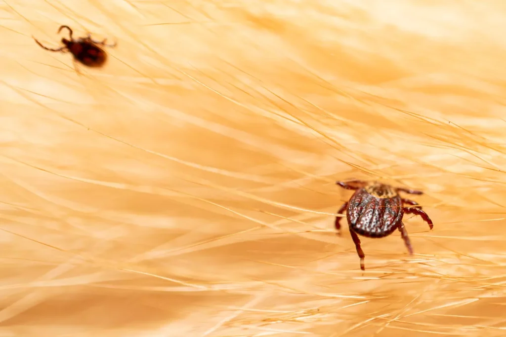 4 Enfermedades transmitidas por Garrapatas En Animales 2 Tick-borne diseases