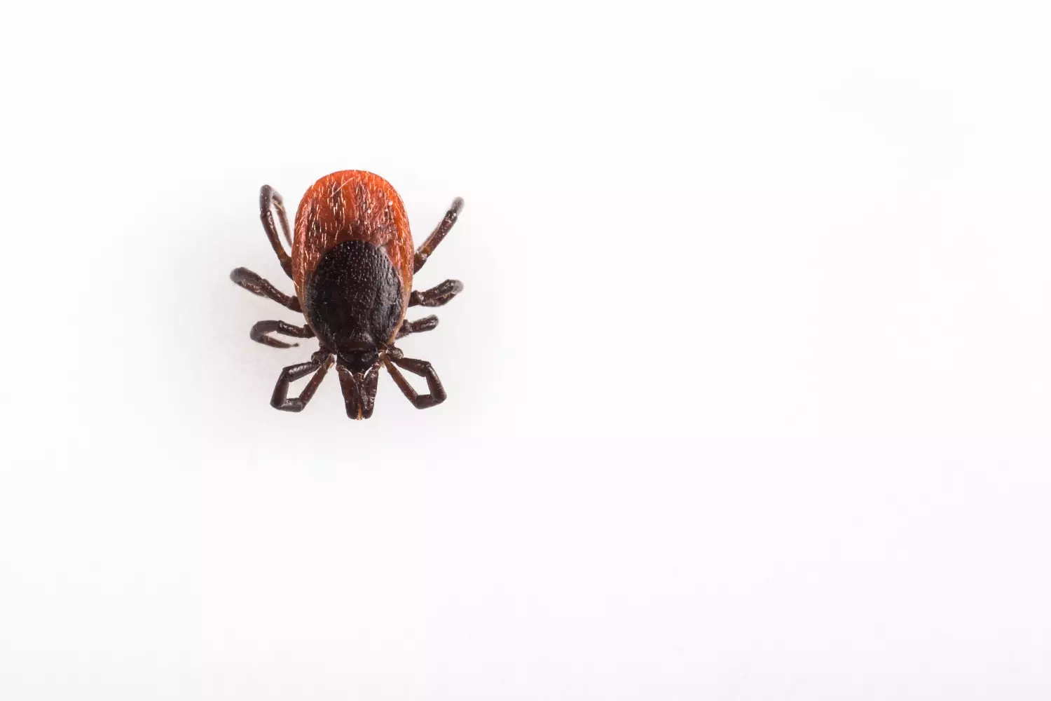 4 Enfermedades transmitidas por Garrapatas En Animales 1 Tick-borne diseases