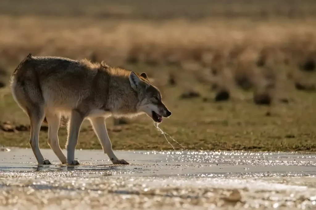 The Rabies Virus in Animals and People. 4 aspects to diagnose and prevent it. 2 The virus of Rabies In wild Animals