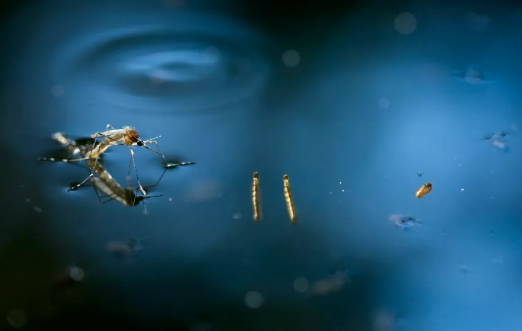 El Virus Del Nilo Occidental (VNO). enfermedad de buen pronóstico que puede ser mortal. 3 El Virus Del Nilo Occidental es transmitido por mosquitos