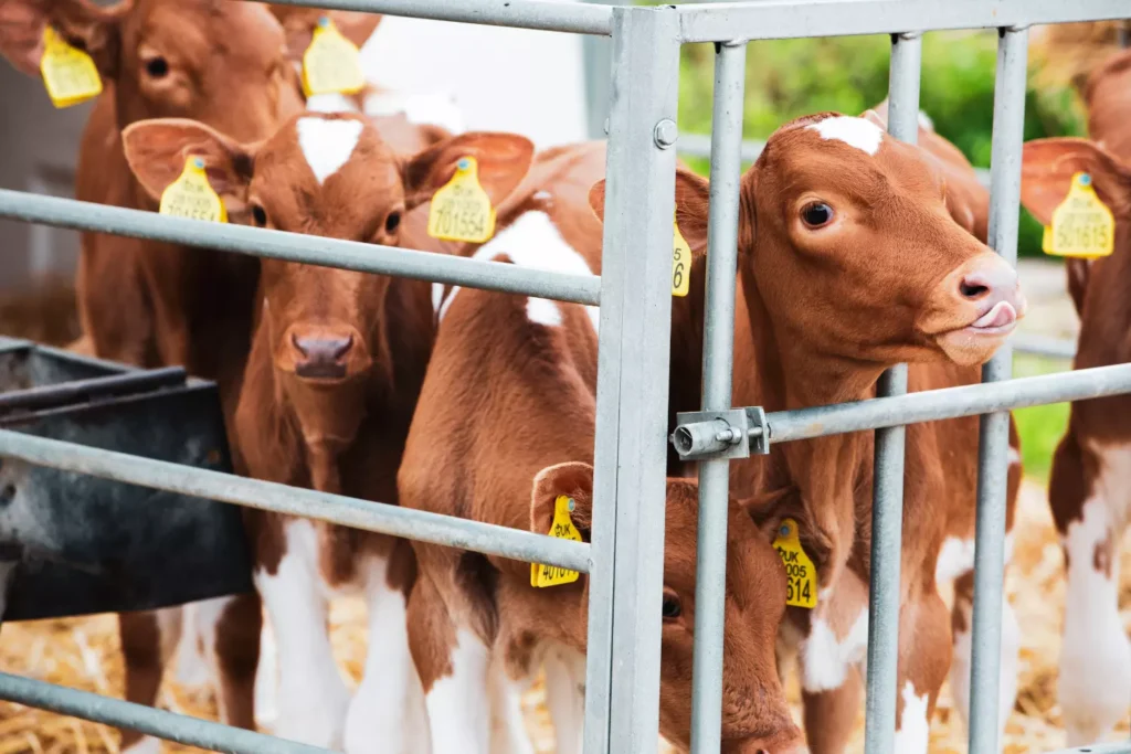 Criptosporidiosis En Terneros. La enfermedad que afecta a ganaderos y a la industria de la carne. 3 Cryptosporidiosis In Calves can be treated