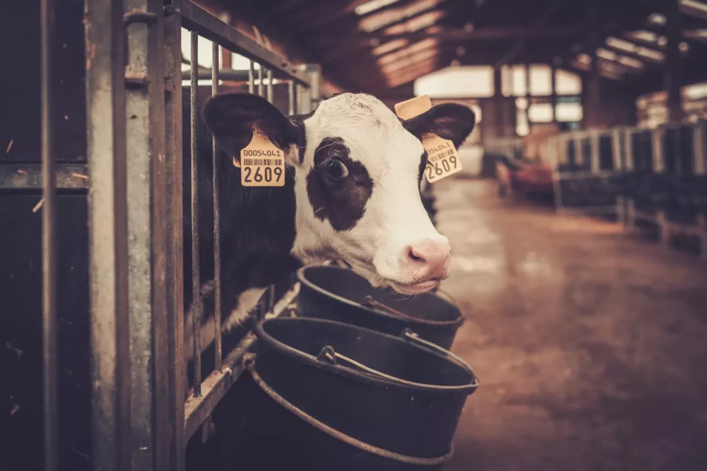 Criptosporidiosis En Terneros. La enfermedad que afecta a ganaderos y a la industria de la carne. 2 Cryptosporidiosis In Calves causes anorexia and other complications