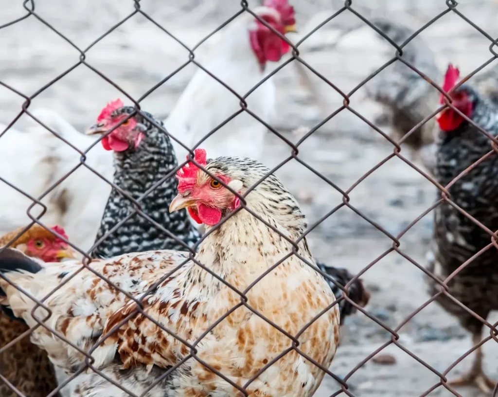 La Gripe aviar. 1enfermedad que afecta a aves silvestres y de corral. 2 transmición de la Influenza Aviar por mal manejo de aves de corral