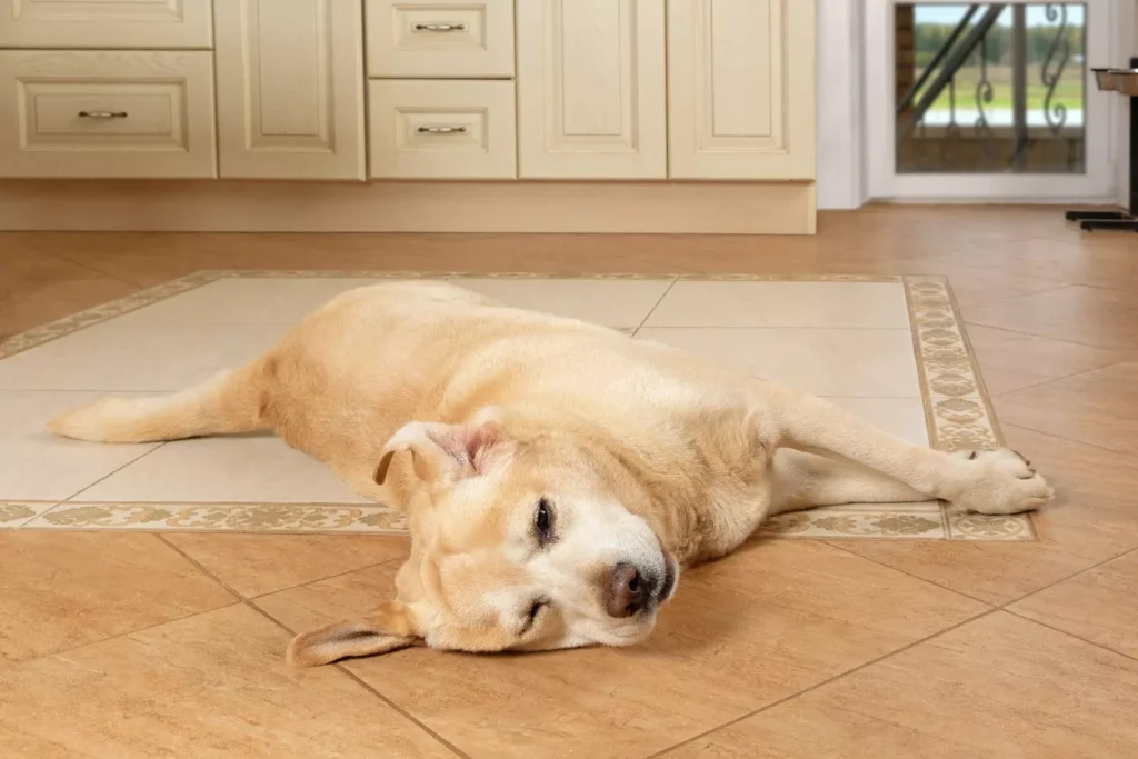 ¿Su Perro Tiene Alergias caninas? Aprende Como Prevenirlas Y Mantenerlo Sano 2 You can spread Allergies dog in the living room