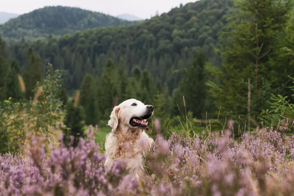 ¿Su Perro Tiene Alergias caninas? Aprende Como Prevenirlas Y Mantenerlo Sano 3 Caught Allergies dog in the garden