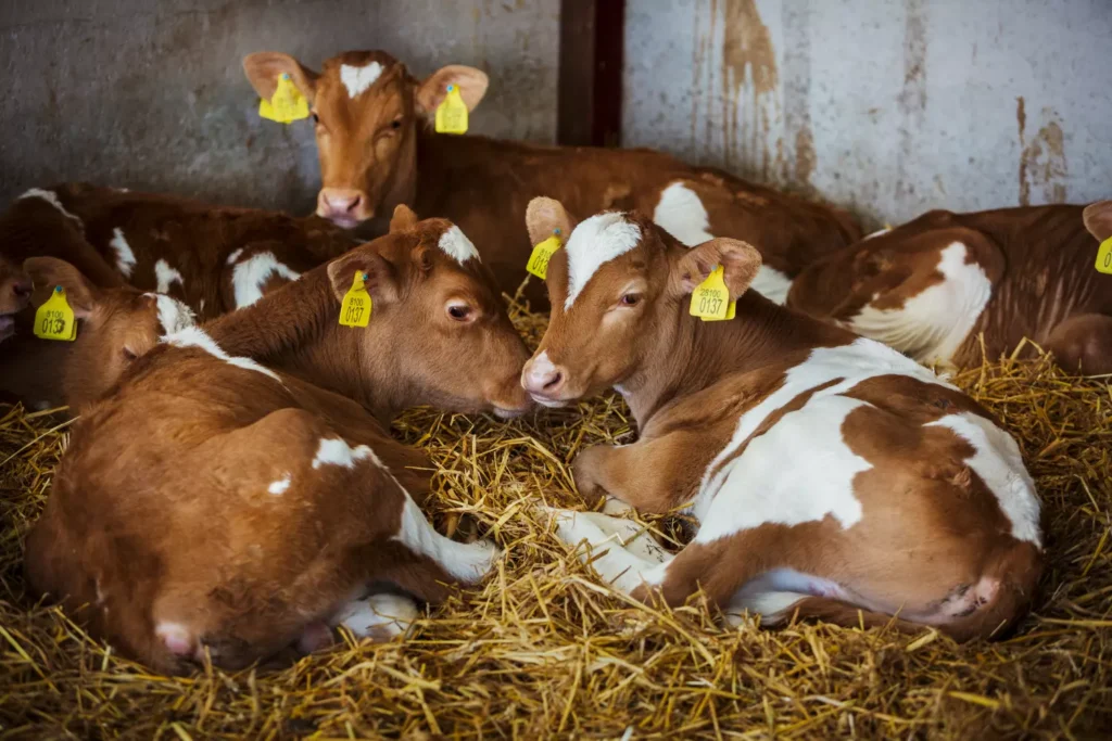 La Enfermedad De Johne En Terneros Y Otros Rumiantes. 3 Johne's Disease affects Calves And Other Ruminants.