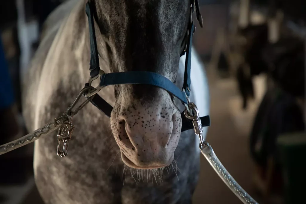 Anemia Infecciosa Equina (EIA). La enfermedad que reduce los establos. 2 Symptoms of Equine Infectious Anaemia (EIA)