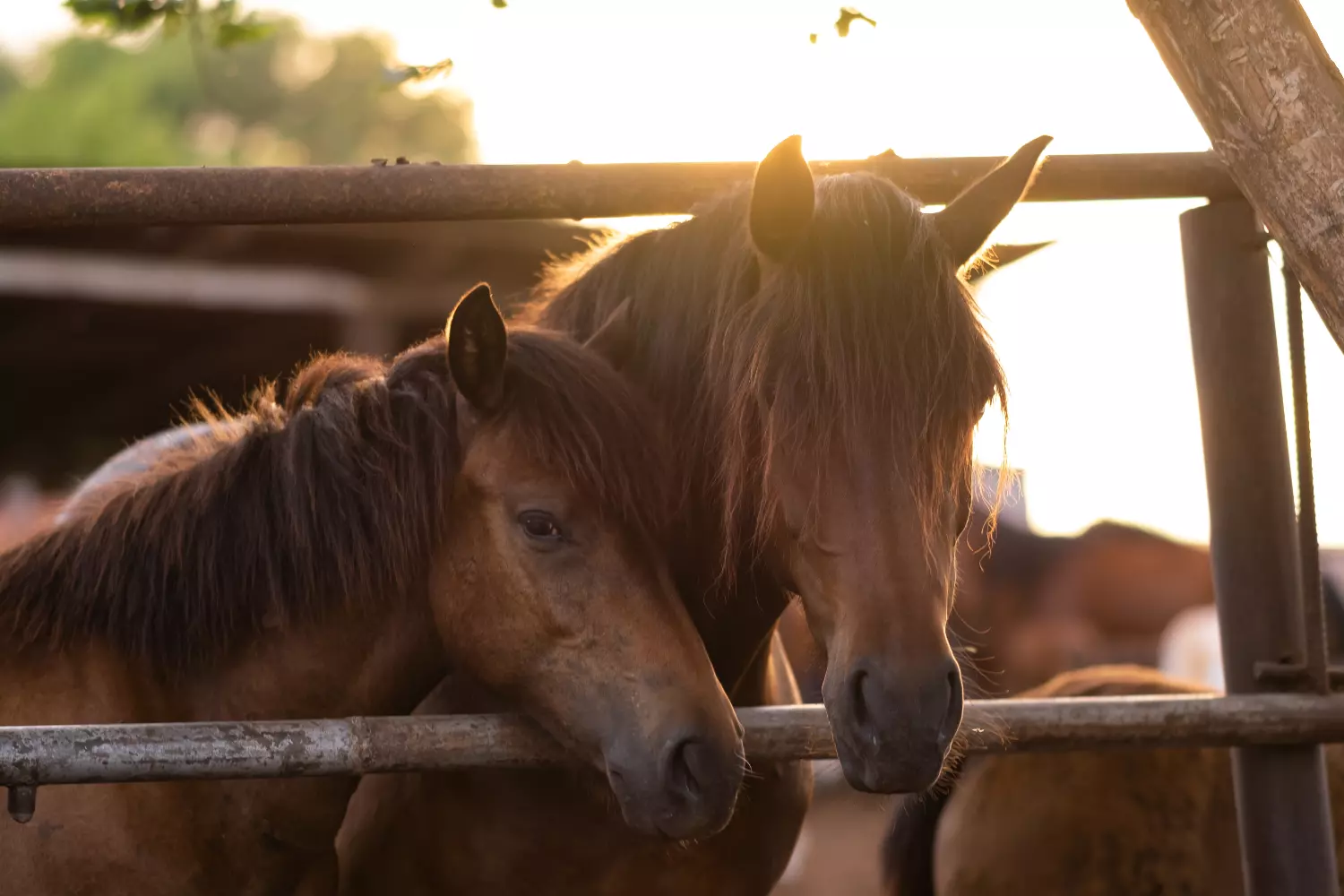 Anemia Infecciosa Equina (EIA). La enfermedad que reduce los establos. 5 Equine Infectious Anemia (EIA). The disease that reduces the stables.