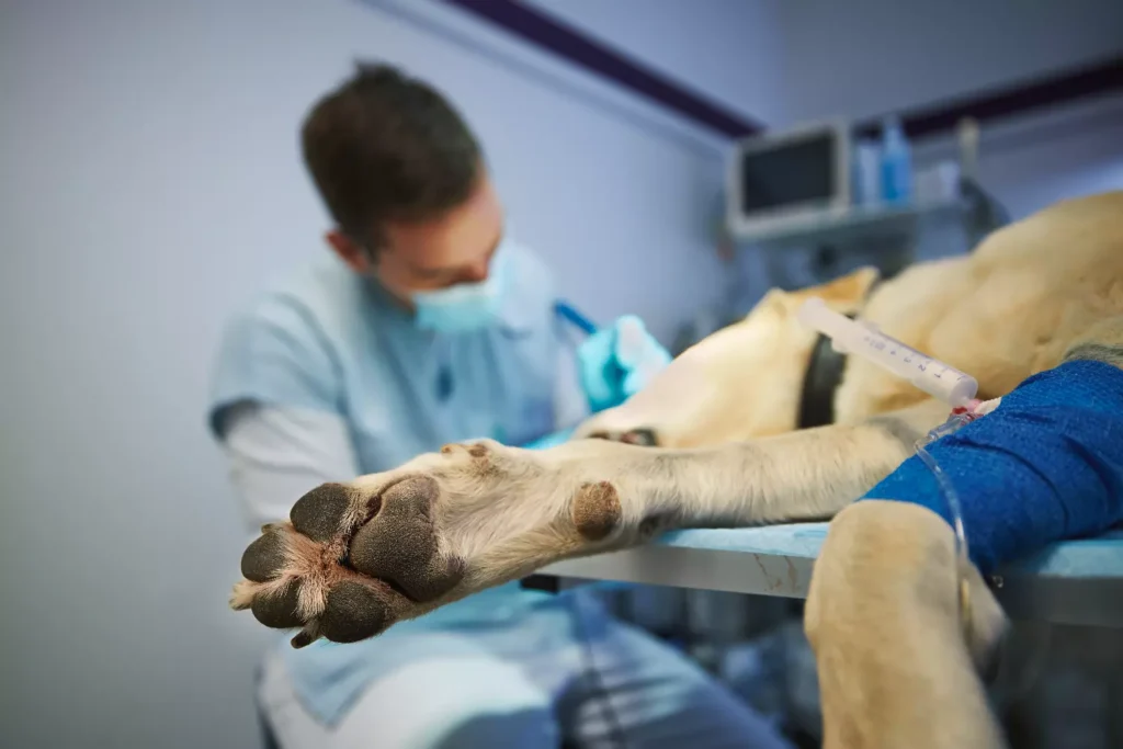 El Moquillo Canino. Conoce la enfermedad que afecta a perros adultos y cachorros. 2 El Moquillo Canino se cura con vacuna y tratamiento