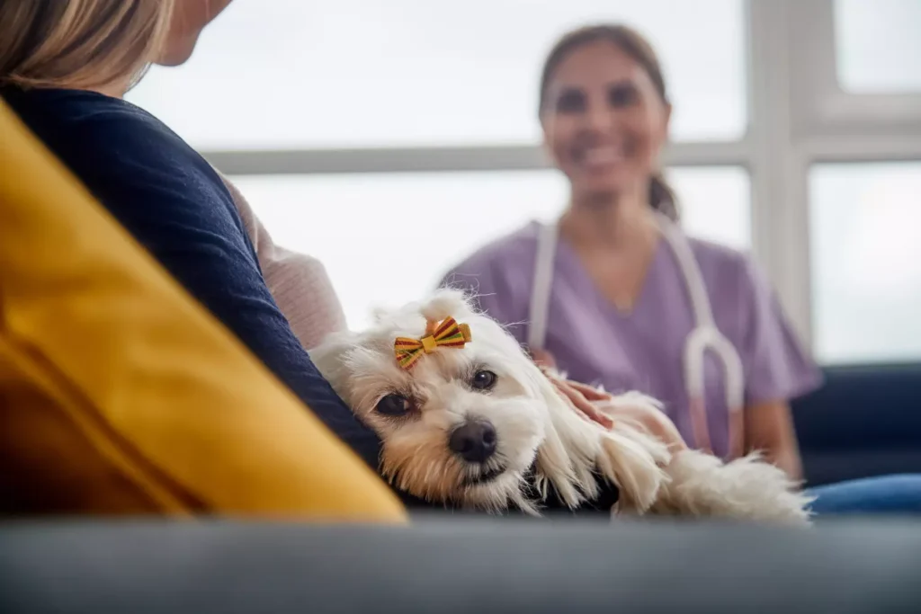 El Moquillo Canino. Conoce la enfermedad que afecta a perros adultos y cachorros. 3 Perro sobrevive al Moquillo Canino.