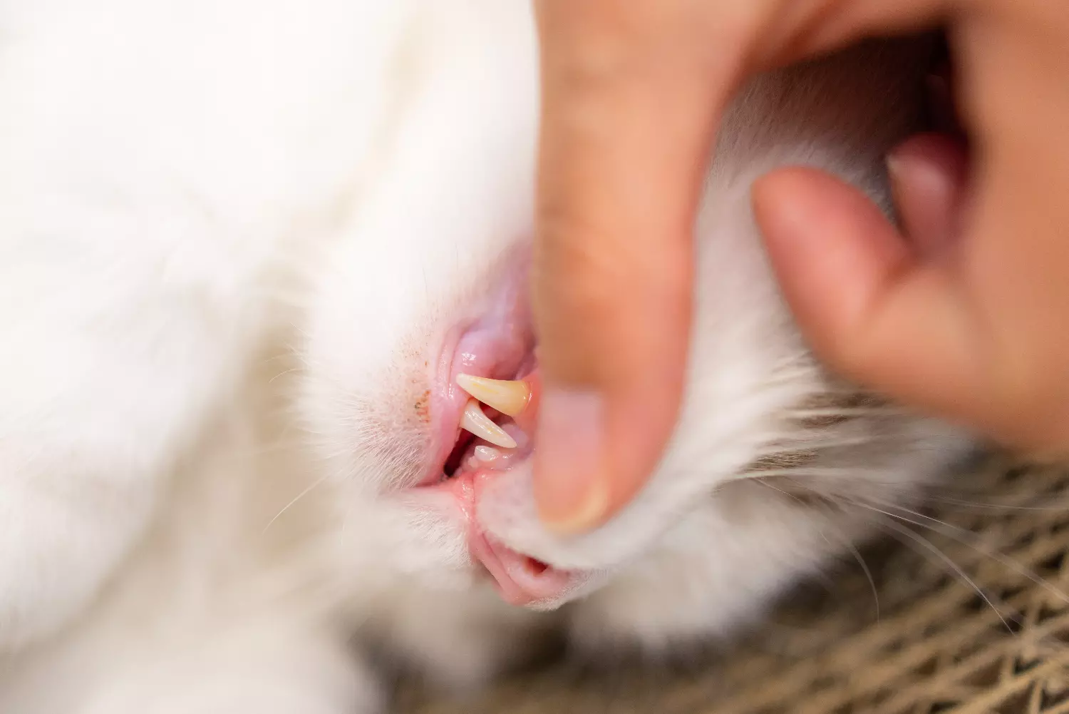 El sarro dental en mascotas: causas, consecuencias y como prevenirlo 6 The tartar dental care in pets: causes, consequences and how to prevent it