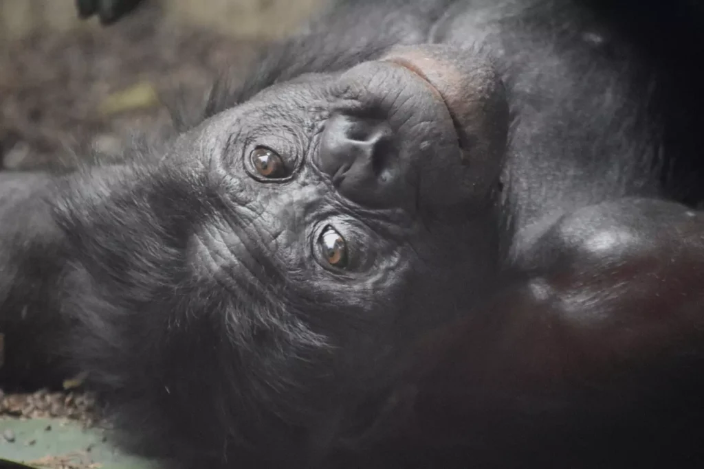 Enfermedades Zoonóticas: Conoce las más comunes y como prevenirlas. 2 Monkeypox is a Zoonotic Disease