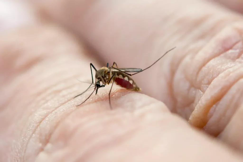 Enfermedades Zoonóticas: Conoce las más comunes y como prevenirlas. 3 West nile virus is a Zoonotic Disease transmitted by the bite of a mosquito
