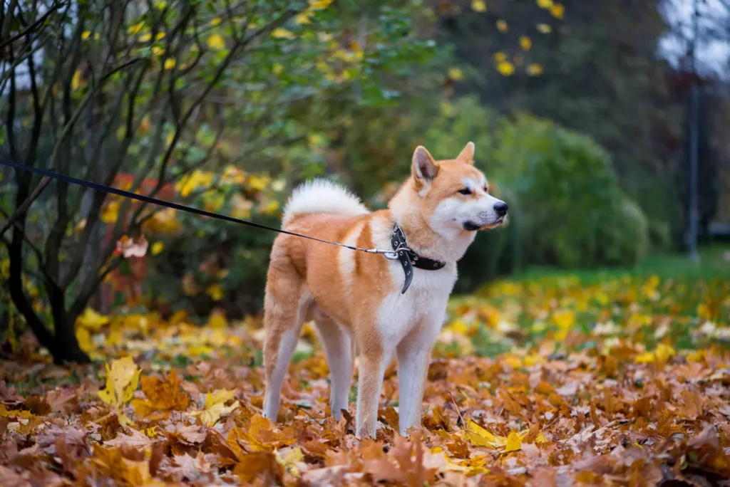 ¿Cómo Prevenir Enfermedades en mascotas? Te damos 4 consejos simples para cuidar a tus mascotas. 2 Take care of the elements helps to prevent Diseases in your pet