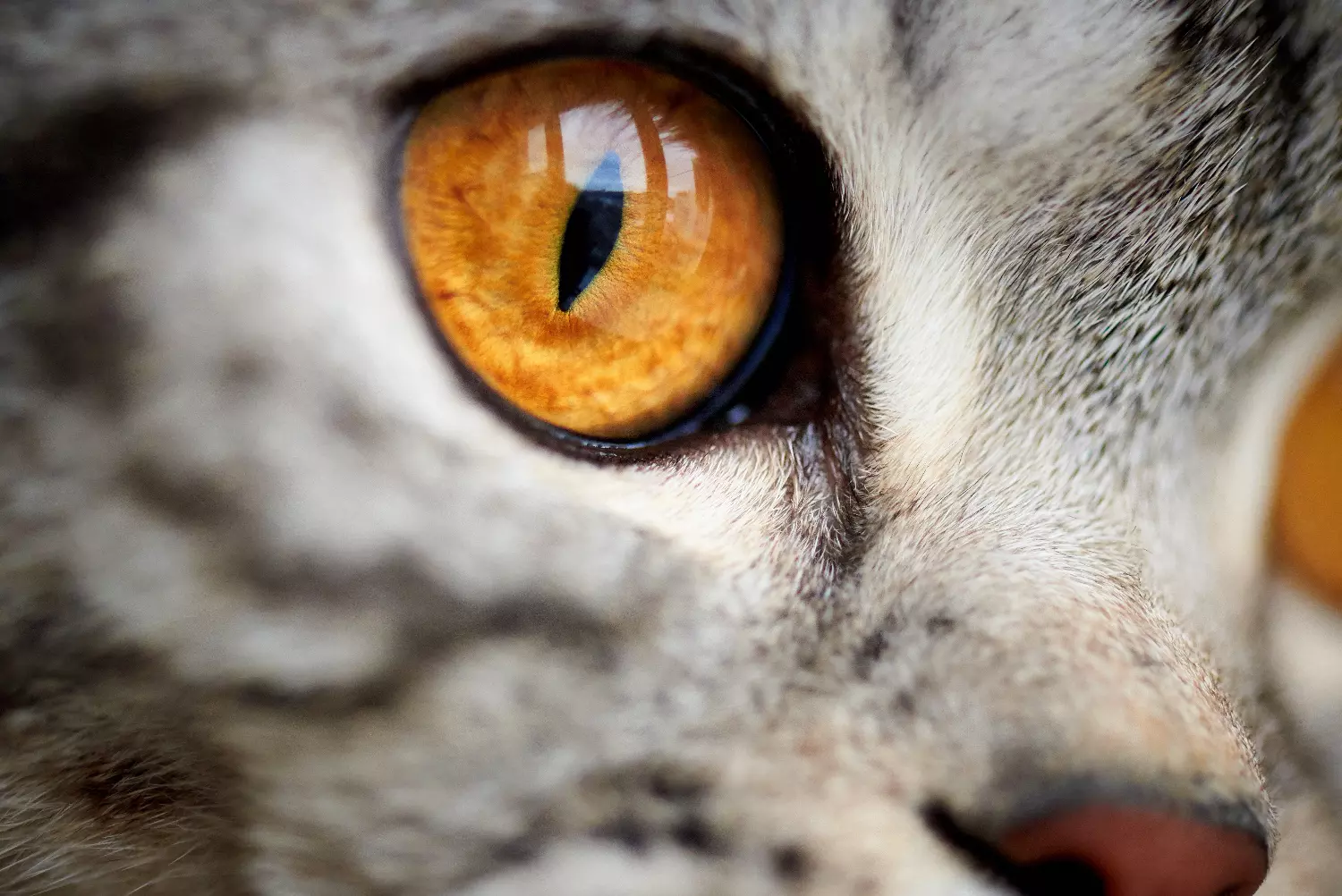 Cuidado de los Ojos en Mascotas: Consejos para una Visión Saludable 2 Eye care in your Pet: Tips for Healthy Vision