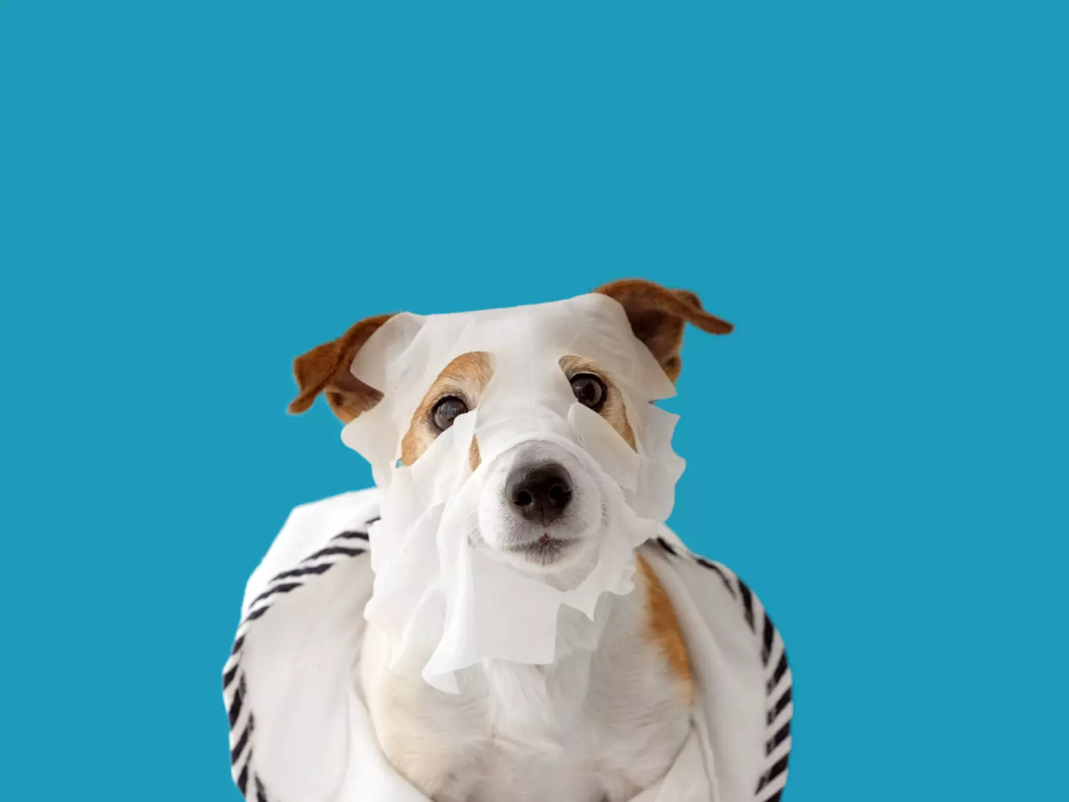 Cuidado de la Piel en animales: cremas Antifúngicas y Antibacterianas para Animales. 5 Skin care in animals: creams, anti-fungal and Antibacterial for Animals.