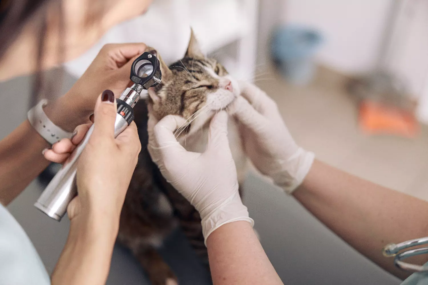 higiene de los oídos en las mascotas: Cuidados Esenciales y Prevención 4 hygiene of the ears in pets: Essential Care and Prevention