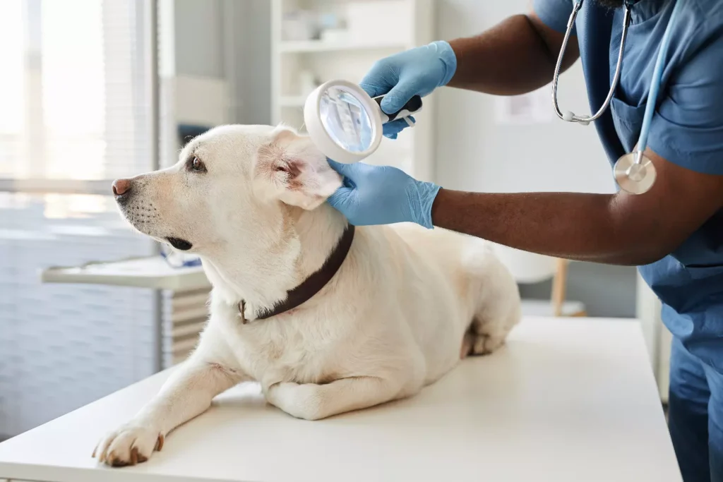 higiene de los oídos en las mascotas: Cuidados Esenciales y Prevención 3 Consult your veterinarian about the hygiene of the ears in pets