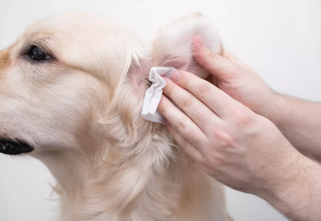hygiene of the ears in pets