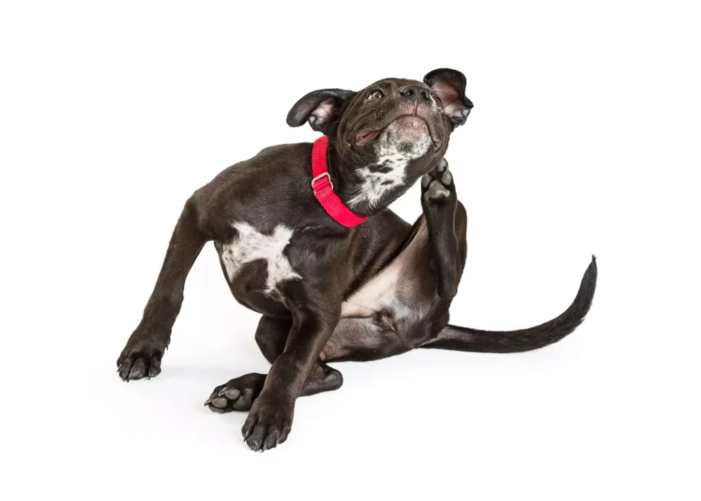 Collares Antipulgas para Mascotas: 4 Mitos sobre su uso 2 Not all flea collars are the same