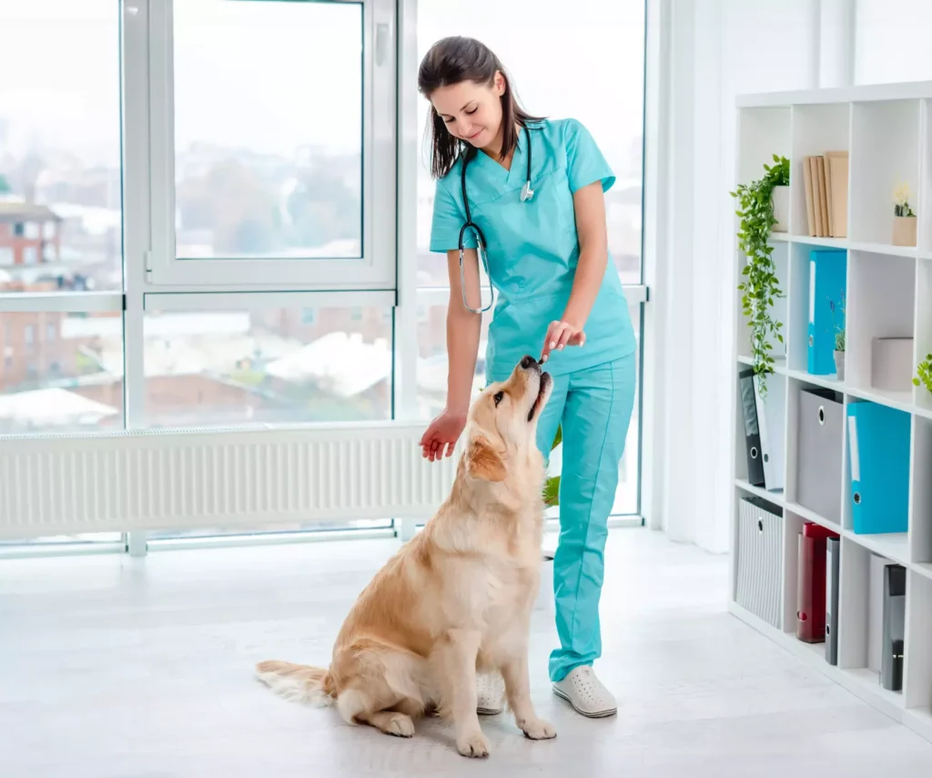 Alergias en perros: 3 pasos para prevenirlas y mantener a tu perro Sano 2 Consult a veterinarian to treat allergies in dogs
