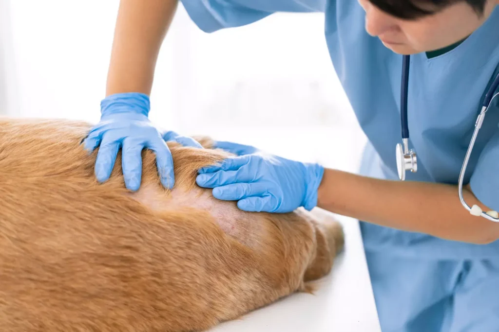 Alergias en perros: 3 pasos para prevenirlas y mantener a tu perro Sano 3 There are different ways to treat allergies in dogs
