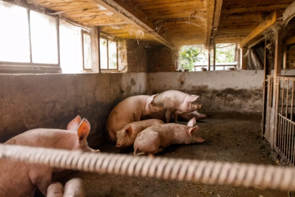 El PRRS: 1 enfermedad que afecta a la industria porcina. 2 The PRRS causes symptoms in sows and piglets
