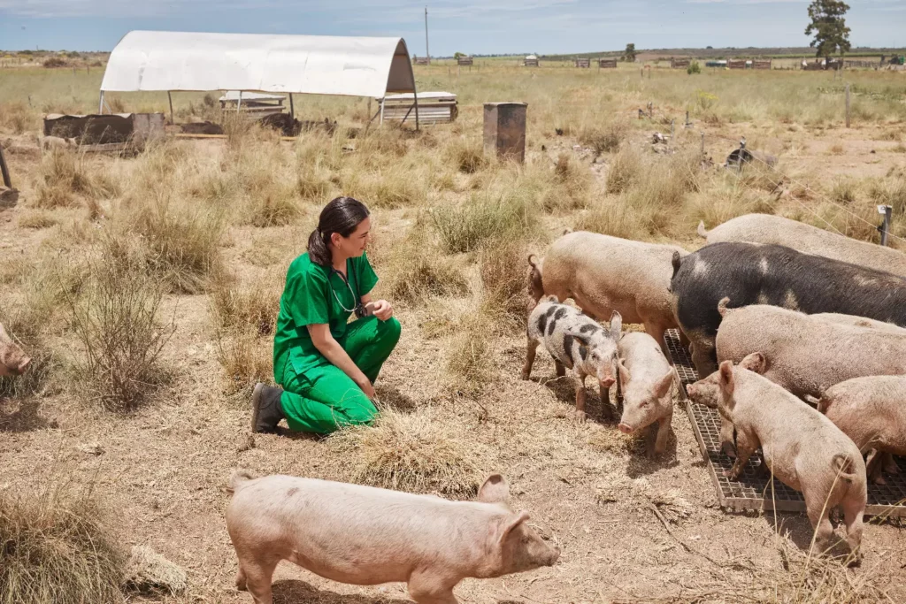 El PRRS: 1 enfermedad que afecta a la industria porcina. 3 Vaccination is a way to prevent PRRS