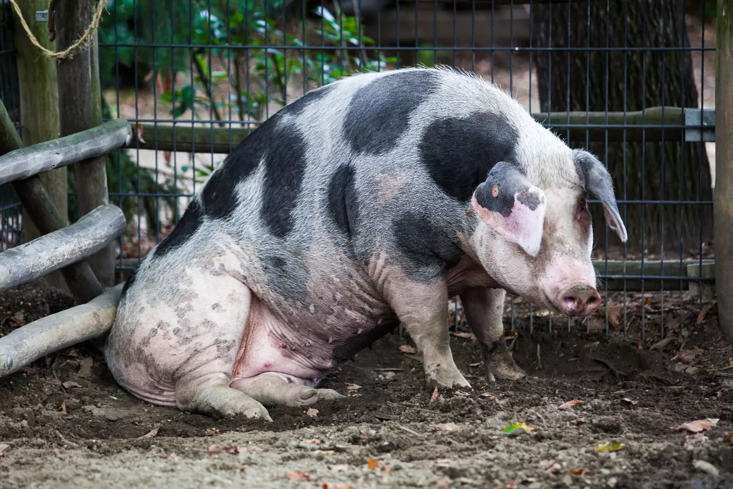 Influenza porcina: 1 enfermedad viral que puede ser mortal 6 Swine flu: 1 viral disease that can be life-threatening