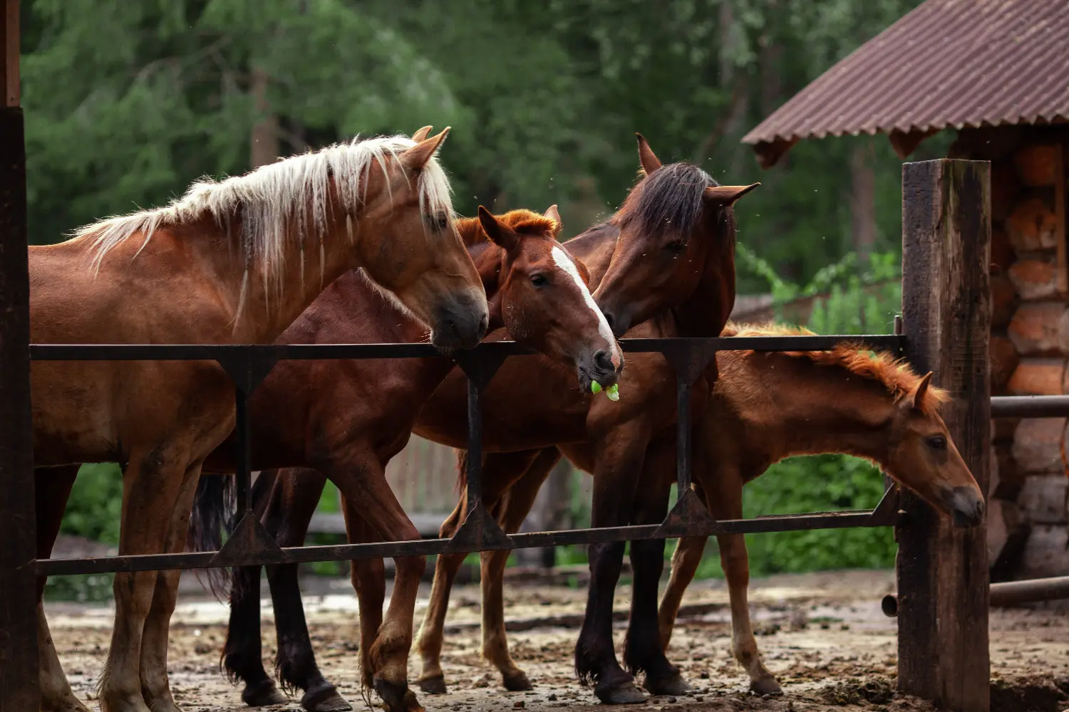 Arteritis por virus equino 4 Equine virus arteritis