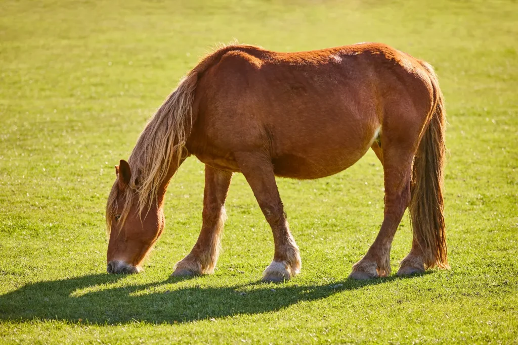 Arteritis por virus equino 2 Arteritis