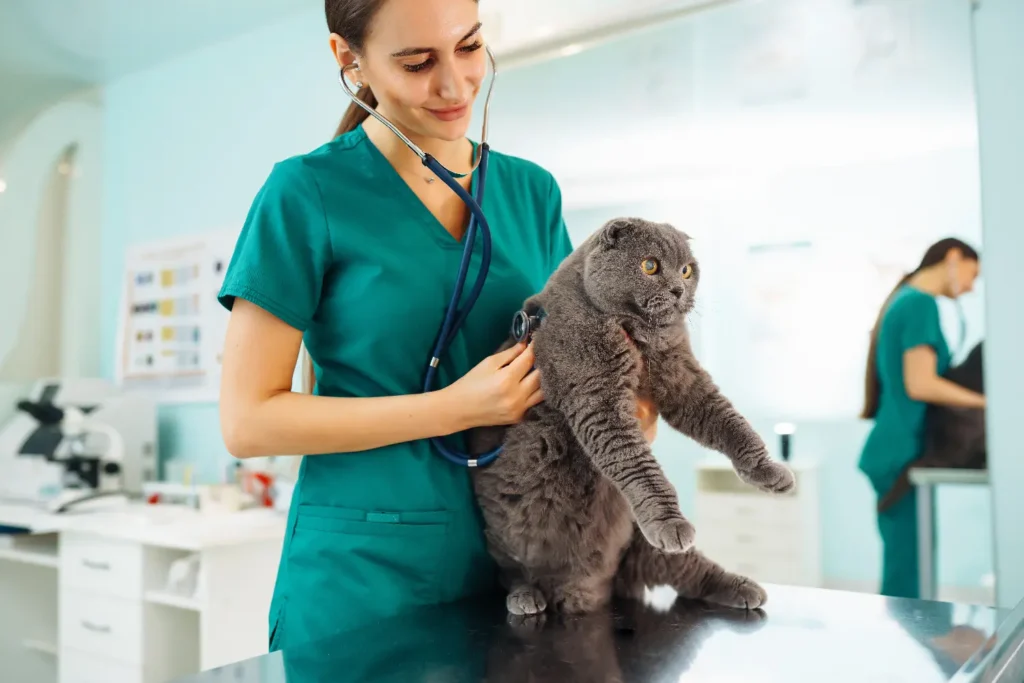 Como prevenir las Enfermedades del Tracto Urinario en gatos 3 Urinary Tract Diseases in Cats