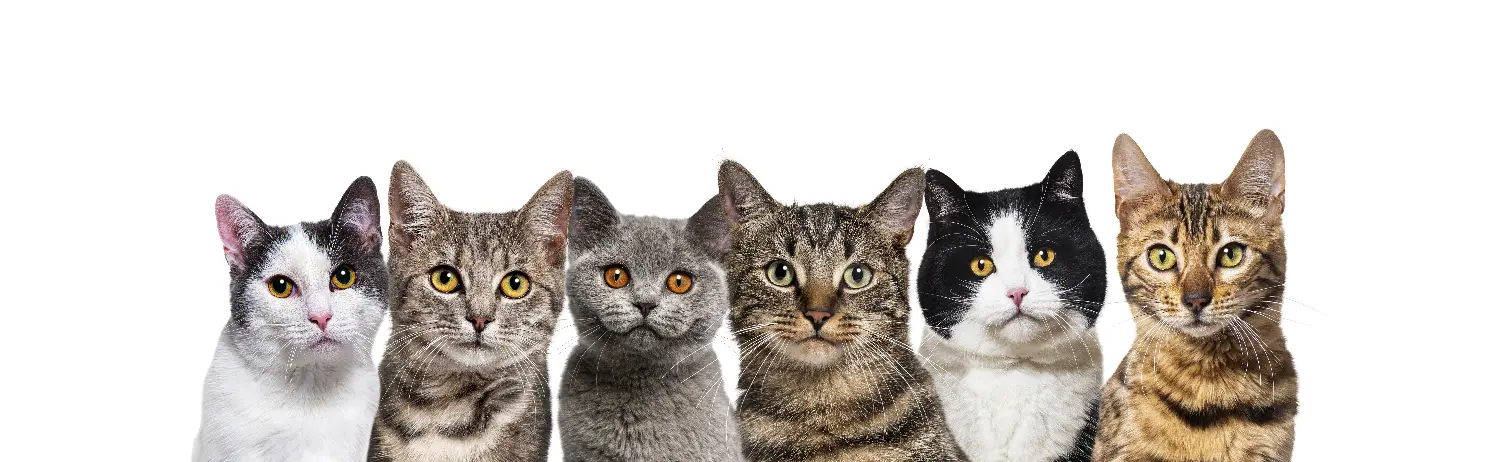 Como prevenir las Enfermedades del Tracto Urinario en gatos 1 Urinary Tract Diseases in Cats