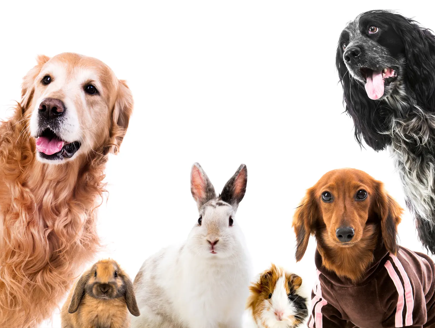 Espasmos en animales: Uno de Los sintomas detrás del Tétanos 6 Spasms in animals: One of the symptoms behind Tetanus
