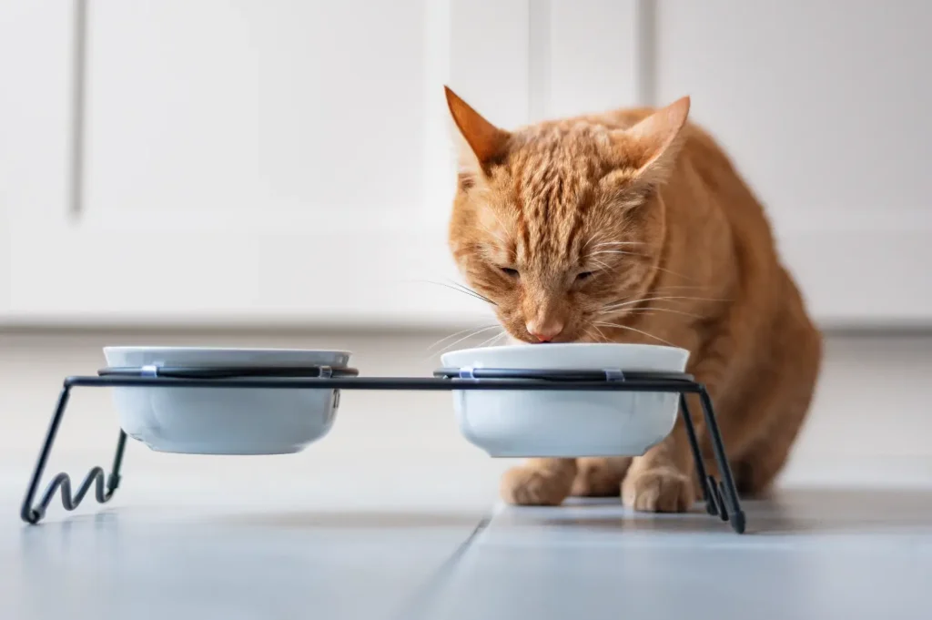 Como prevenir las Enfermedades del Tracto Urinario en gatos 2 Urinary Tract Diseases in Cats